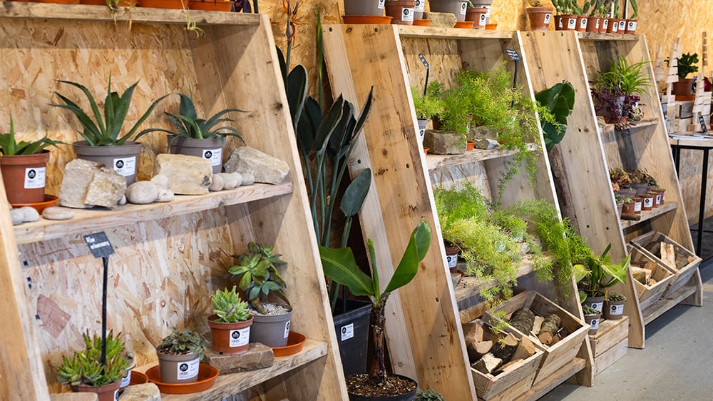 An interior shot of the farm shop showing plants for sale on shelves.