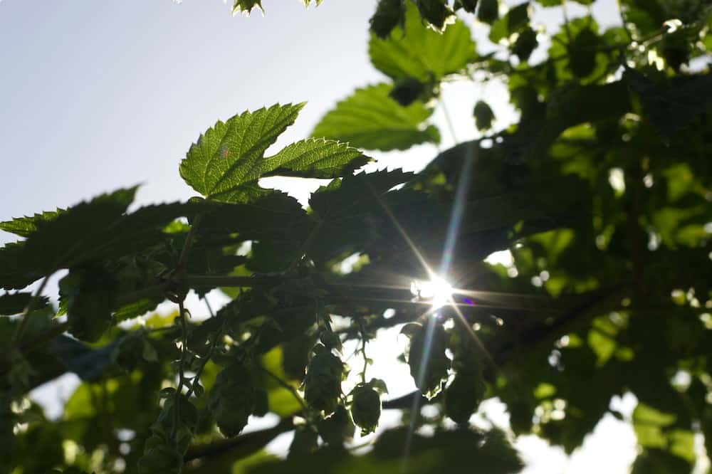 A tree with green leaves and blue sky.
