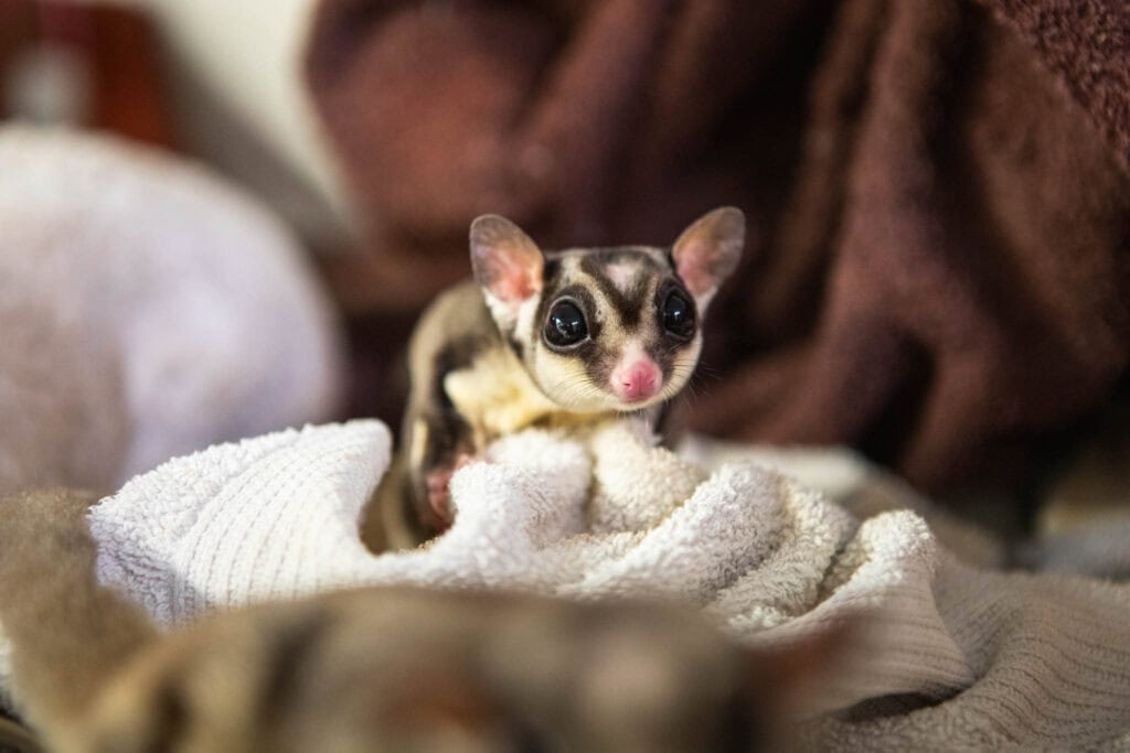 Sugar glider