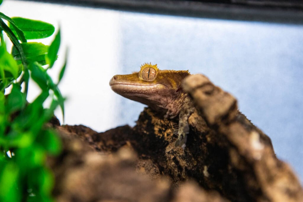 gecko at suffolk new college