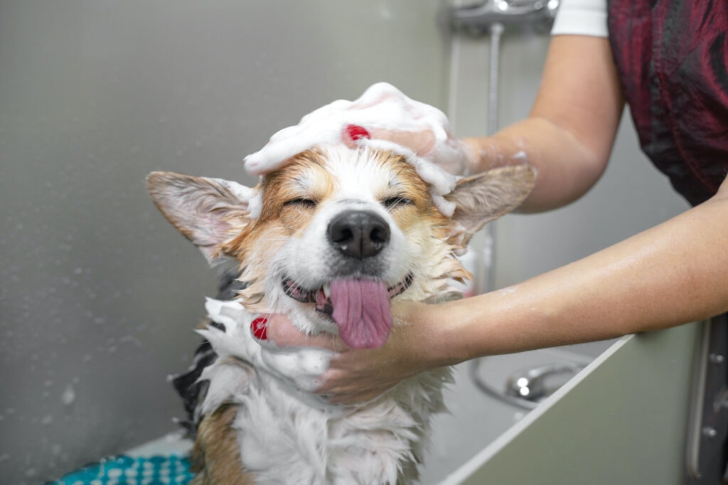Funny Portrait Of A Welsh Corgi Pembroke Dog Showering With Shampoo. Dog Taking A Bubble Bath In Grooming Salon.